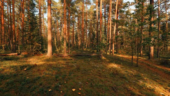 Sunset Trees Shadows Moving In Sunny Summer Coniferous Forest alt