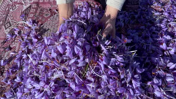 A Mountain Of Beautiful Saffron Crocus In The Hands Of A Farmer
