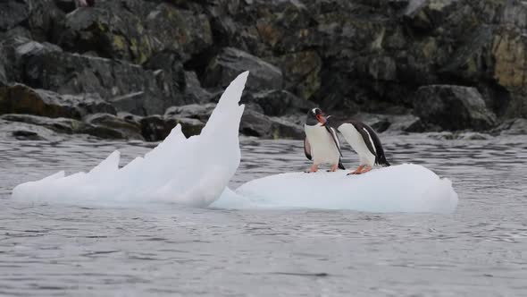 Gentoo Penguins Plaing on the Ice Flow