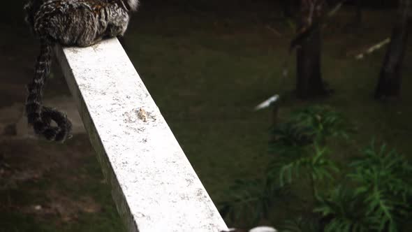 Three wild marmoset Brazilian monkeys sitting on beam on a rooftop in the outdoors alt