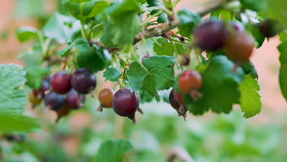 Yoshta Berry On A Bush Branch, Ripe Black Yoshta Berries. alt