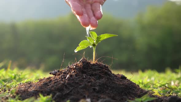 Hand Watering A Young Plant alt