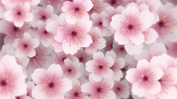 Beautiful Cherry Blossom Flowers Floral Design Background, Motion Graphics