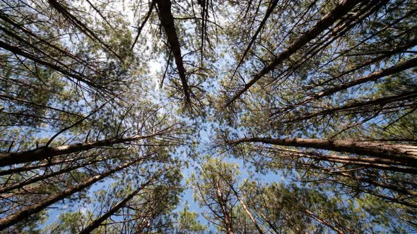 View up, bottom view of pine trees in the forest in the sunshine