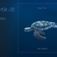 Sea Turtle 10 - VideoHive Item for Sale