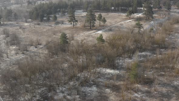 Cinematic Landscape Image for War Films  Lots of Standalone Trees Rare Forest alt