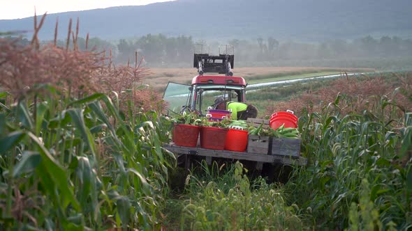 Camera moving towards a tractor pulling a flatbed loaded with baskets of corn as farmer arranges the alt