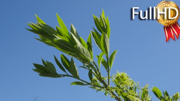 Branches With Green Leafs