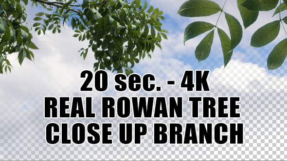 Real Rowan Tree Close up Branch with Alpha Channel