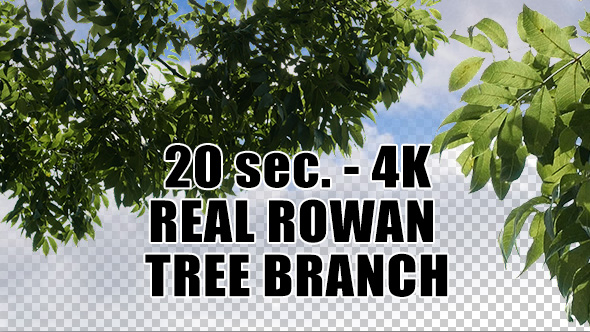 Real Rowan Tree Branch with Alpha Channel