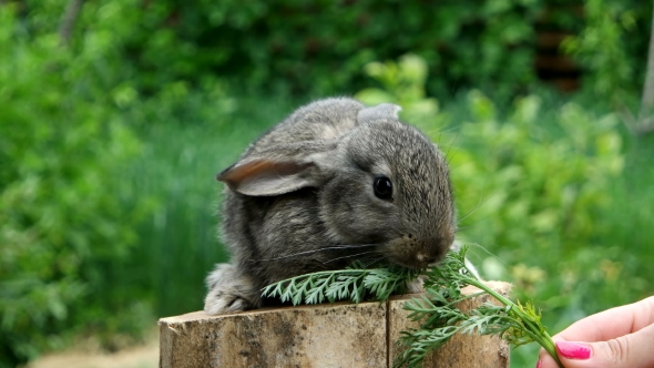 Rabbit. Feeding Animal  alt