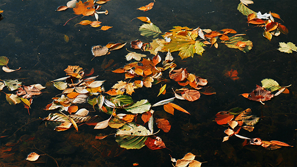 Colourful Autumn Leaves on Lake Surface