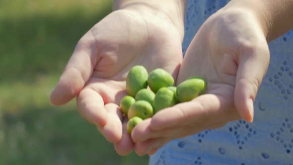 Female Hands With Green Olives alt