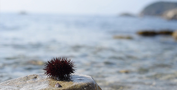 Sea Urchin, Rock and Wave