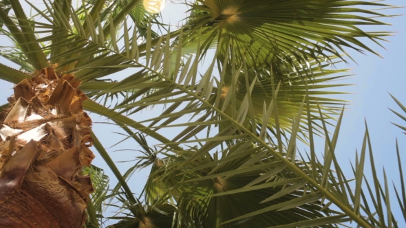 Perfect Palm Trees Against a Beautiful Blue Sky