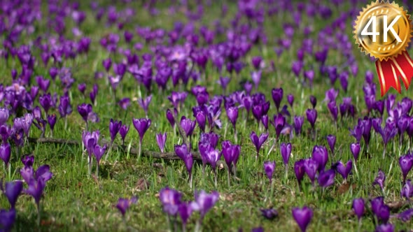 Purple Crocus Flower on the Spring Meadow