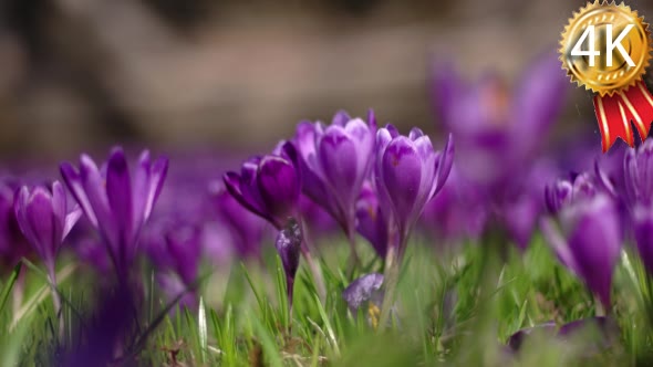 Field of Purple Crocus Flowers in Spring