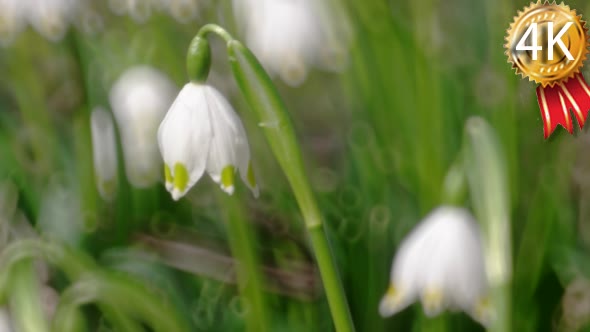Early Spring Snowflake Flowers in March, Leucojum