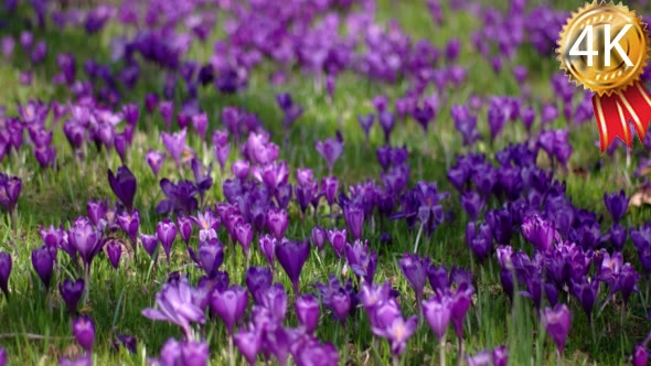Field of Blue and Purple Crocus Lawn in April