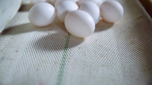 Eggs Moving On The Production Line. . alt