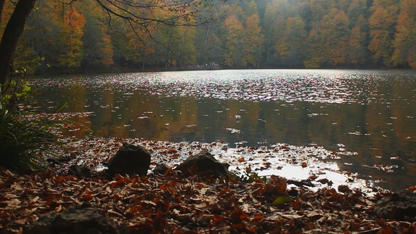 Lake Shore in Autumn