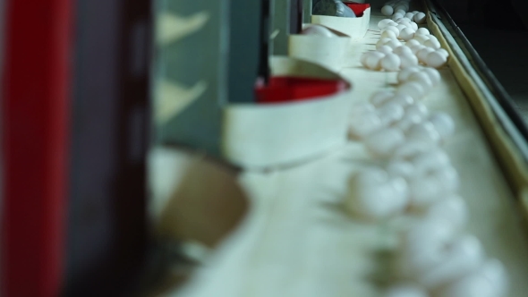 Egg Production Line In Action On The Poultry Farm. alt