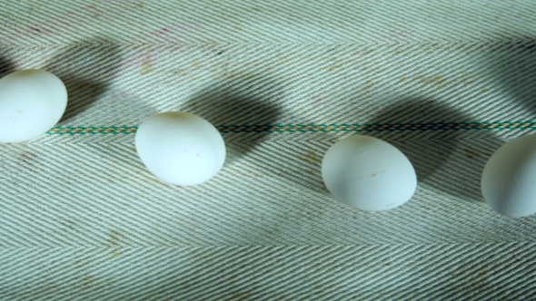 Eggs Moving On The Production Line. . alt