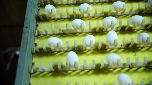 Egg Production Line In Action On The Poultry Farm. alt