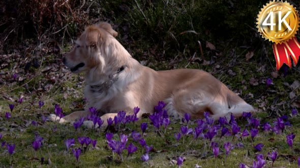 Dog on a Mountain Field With Crocuses