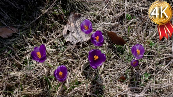 A Group of Violet Blossoms of Crocus