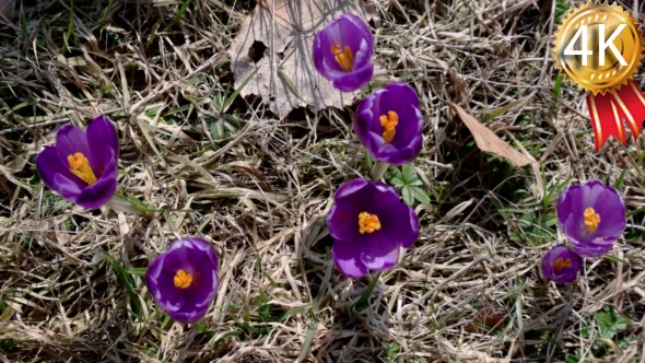Group of Violet Blossoms of Crocus