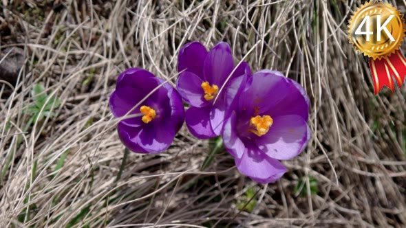 Violet Blossoms of Crocus From Above