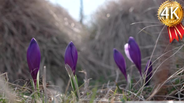 Spring Purple Crocus in Grass With Morning Light