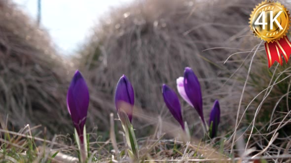 Spring Purple Crocus in Grass With Morning Light
