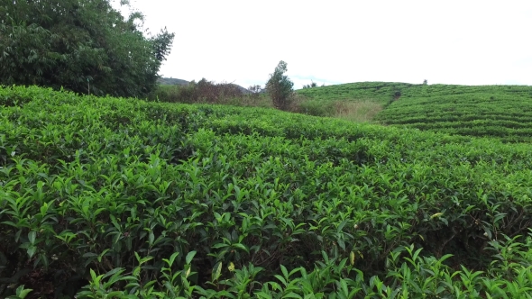 Tea Plantation Field On Sri Lanka 19 alt