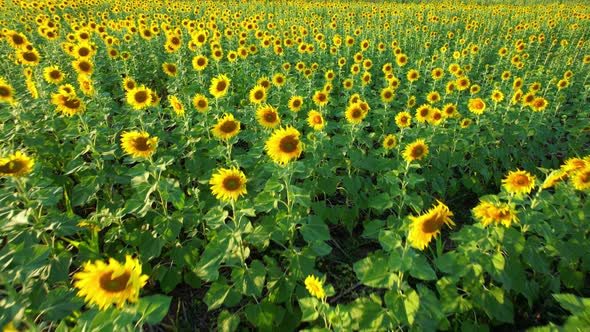 4K Beautiful aerial view of sunflowers, sunflowers blooming in the wind alt