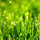 Green Grass - VideoHive Item for Sale