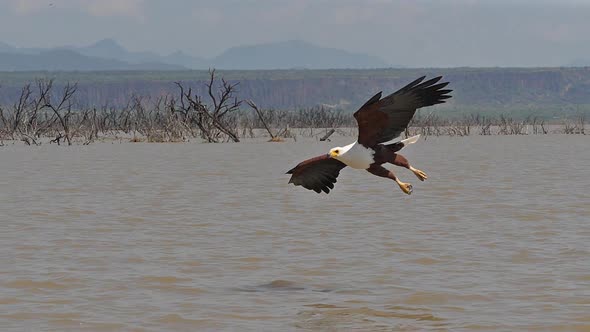 980297 African Fish-Eagle, haliaeetus vocifer, Adult in flight, Fish in Claws, Fishing at Baringo La alt