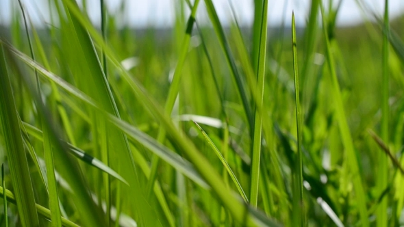 Vibrant Lush Blades Of Green Grass Blown By Wind In Spring