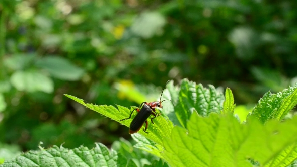 Chewing Soldier Beetle Sitting On Lush Nettle Plant And Eating