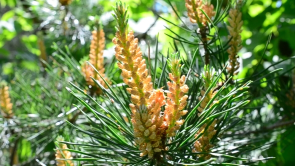 Beautiful Blossoming Pine Tree Branch