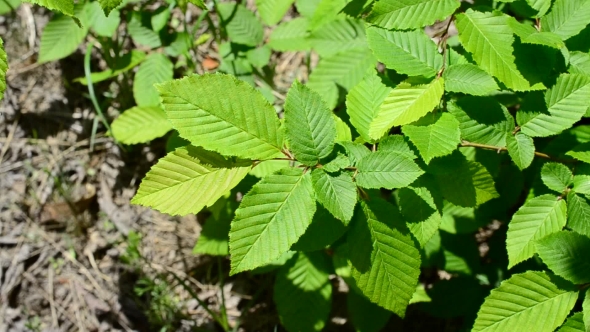 Beautiful Lush Green Branch Of European Or Common Hornbeam