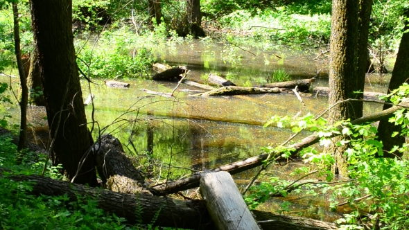 Beautiful Small Pond In a Forest In Spring On a Sunny Day