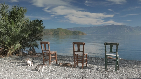 Wooden Chairs And Lonely Palm Tree. Panoramic View Of a Lake. 