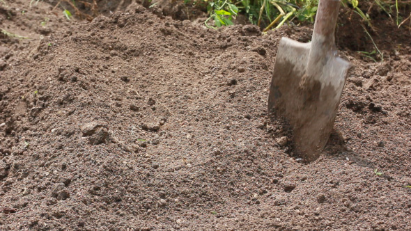 Farm Worker Digging Ground With Shovel