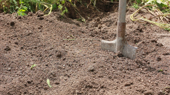 Farm Worker Digging Ground With Shovel