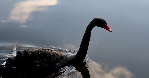Beautiful Black Swan Swims on the Lake Looking for Food alt