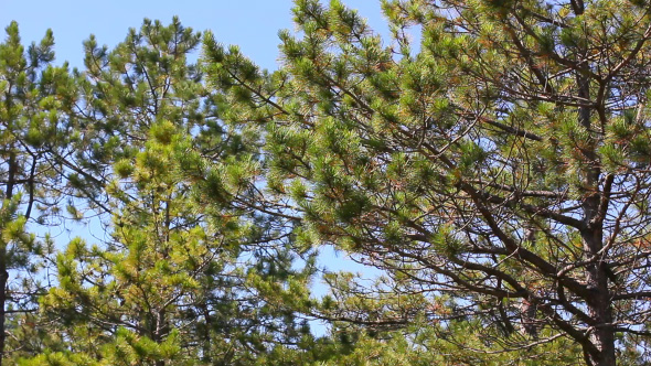 Fresh Branches Of Pine Tree In The Forest