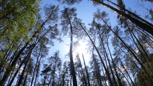 Walking Through the Forest with Pine Trees During the Day POV Slow Motion alt