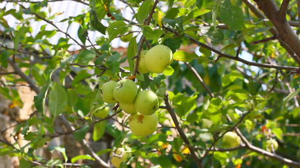 Apple Tree With Many Ripe Green Fruits